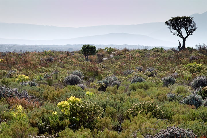 GEO-GEE project: Vegetation monitoring in South Africa's Cape Floral Region